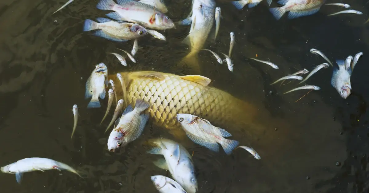 ECHA, Balık Toksisite Testinin Yerine Geçebilecek Yeni Bir Test Yöntemini Araştırıyor - ECHA Investigates Alternative to Fish Toxicity Testing with Fish Embryo Test