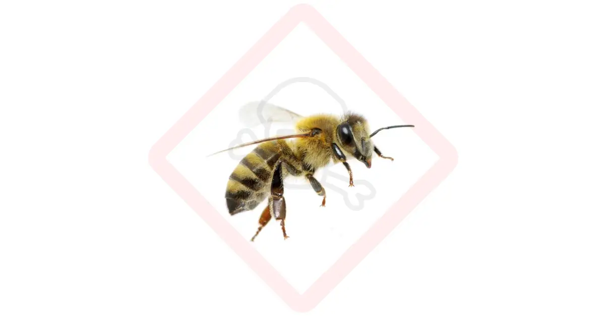 Toxic to Bees